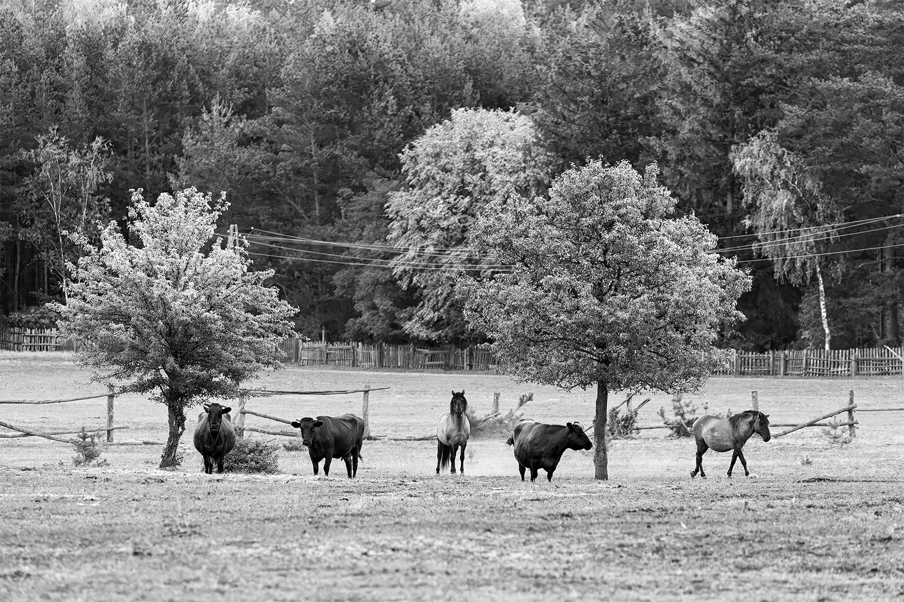 magda chudzik documentary photography king of biebrza river