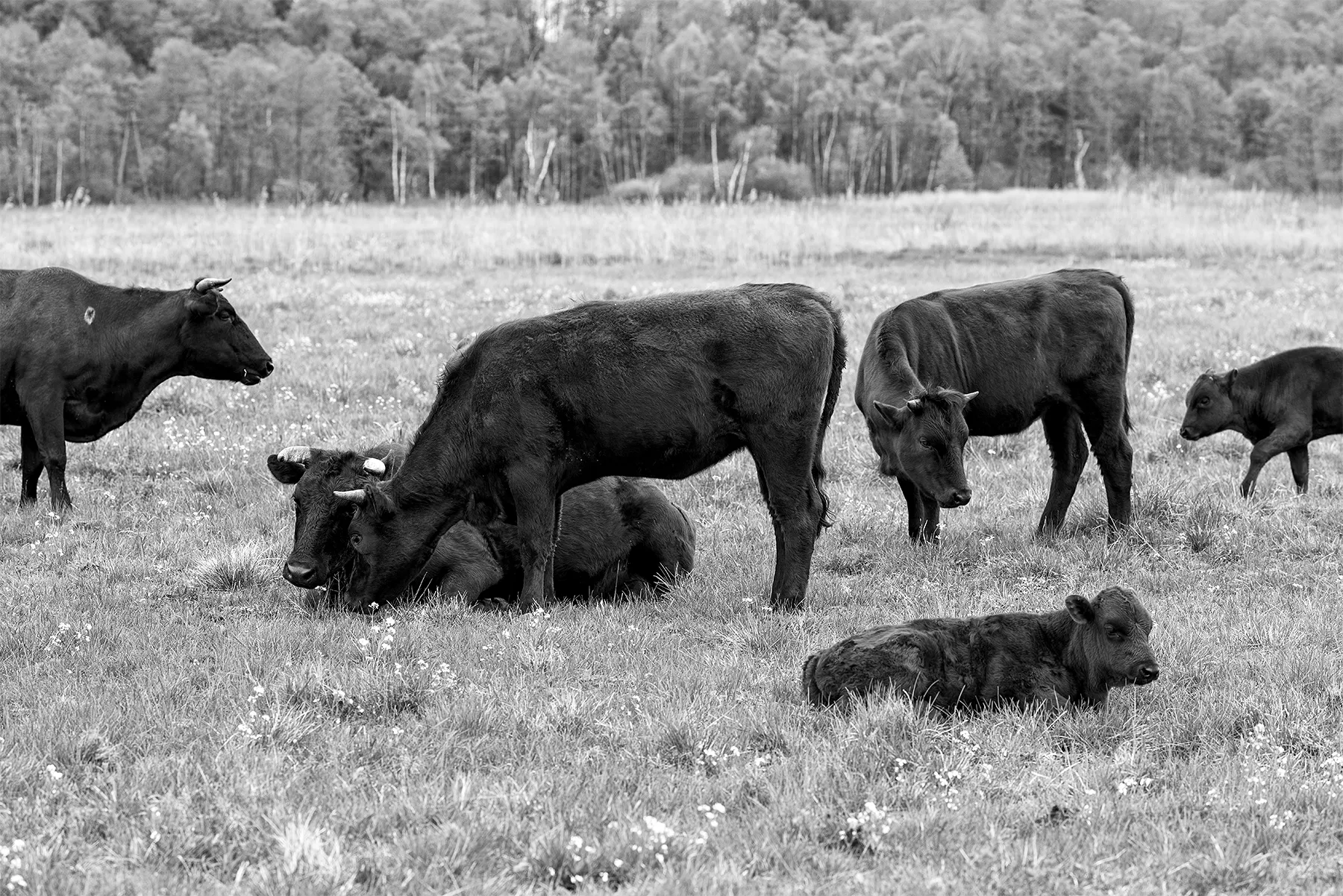 magda chudzik documentary photography king of biebrza river