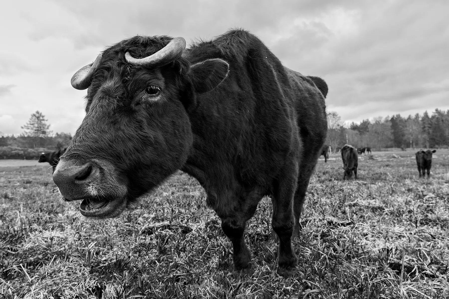 magda chudzik documentary photography king of biebrza river